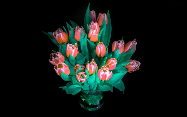 Обои картинки фото цветы, тюльпаны, букет, бутоны