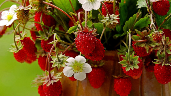 Обои картинки фото природа, ягоды, клубника