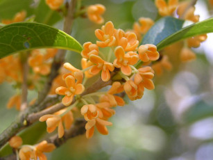 Картинка цветы цветущие деревья кустарники