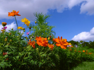 Картинка цветы космея