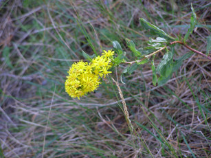 обоя цветы, луговые, полевые