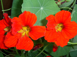 Картинка цветы настурции