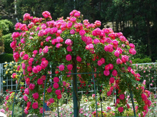 Картинка цветы розы