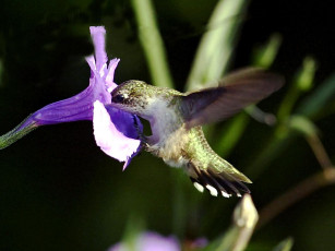 Картинка doing what hummer does best животные колибри