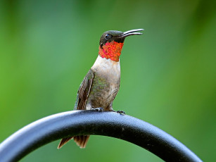 Картинка running his mouth животные колибри