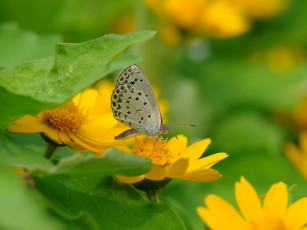 Картинка животные бабочки