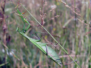 Картинка животные богомолы