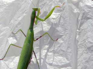 Картинка животные богомолы