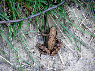 Картинка животные лягушки