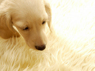 Картинка животные собаки