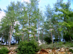 Картинка природа