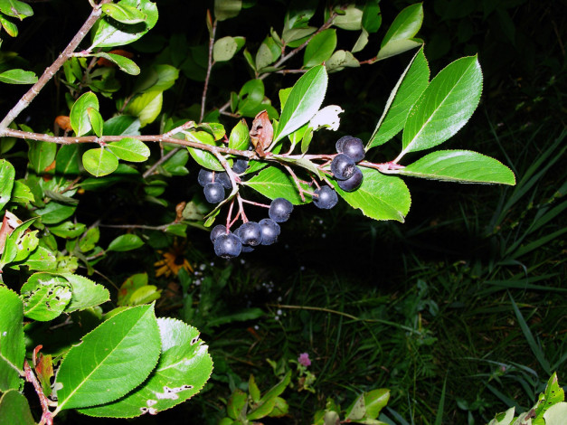 Обои картинки фото 