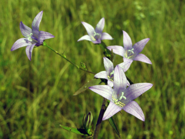 Обои картинки фото цветы, колокольчики