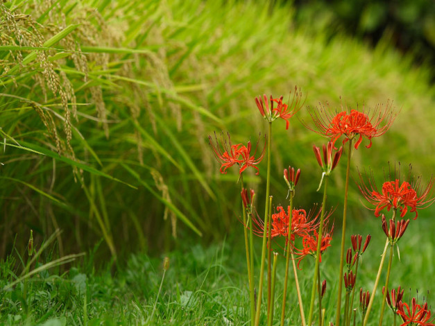 Обои картинки фото цветы, лилии, лилейники