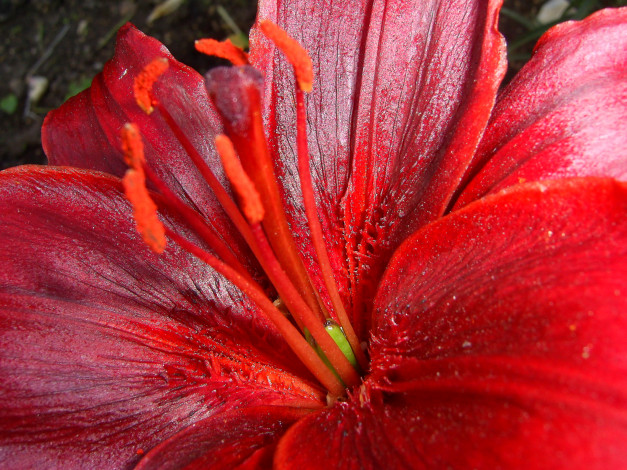 Обои картинки фото цветы, лилии, лилейники