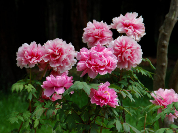 Обои картинки фото цветы, пионы