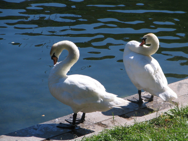 Обои картинки фото на, патриарших, животные, лебеди