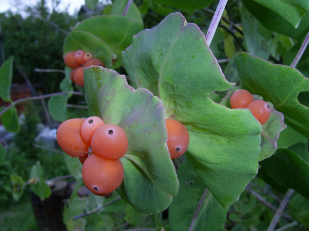 Обои картинки фото природа, Ягоды