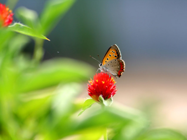 Обои картинки фото животные, бабочки