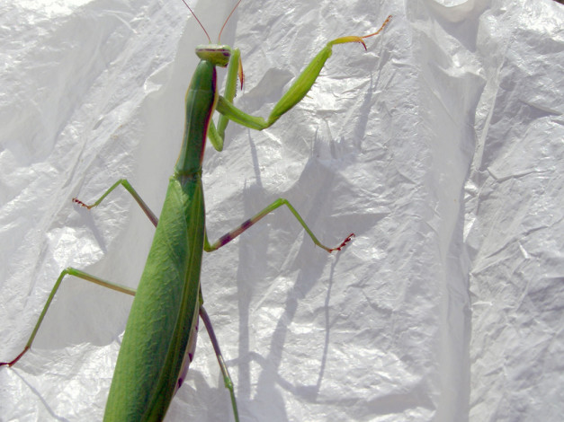 Обои картинки фото животные, богомолы