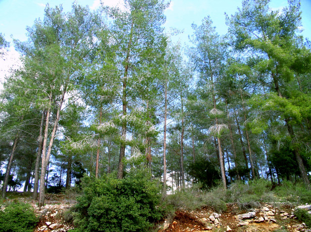 Обои картинки фото природа