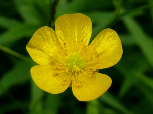 Картинка цветы калужницы лютики