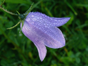 Картинка цветы колокольчики