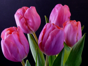 Картинка цветы тюльпаны