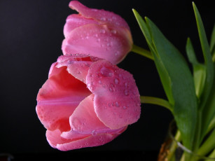 Картинка цветы тюльпаны