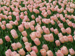 Картинка цветы тюльпаны