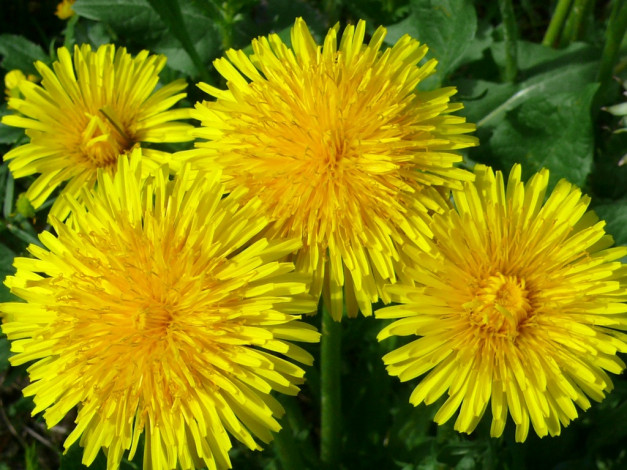 Обои картинки фото цветы, одуванчики