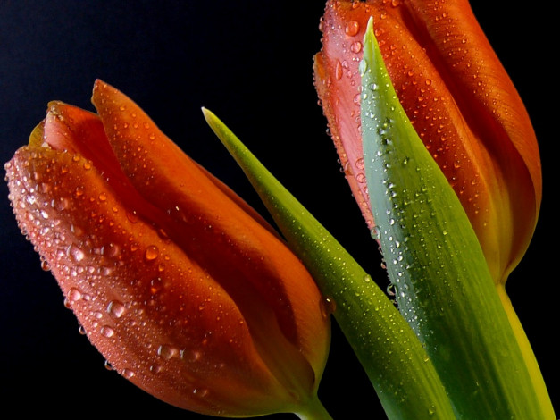 Обои картинки фото цветы, тюльпаны