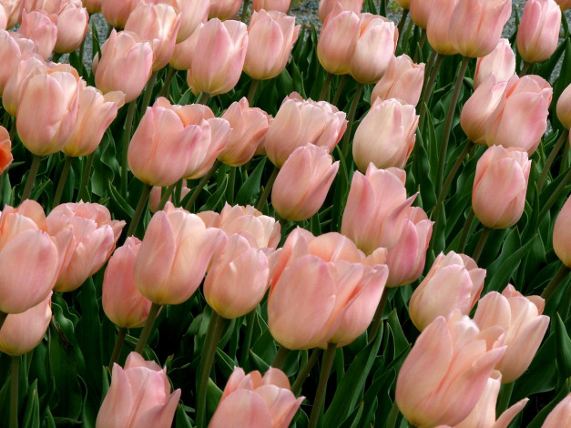 Обои картинки фото цветы, тюльпаны