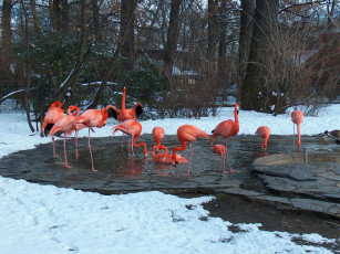 Картинка животные фламинго