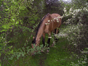 Картинка животные лошади