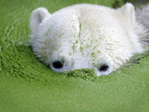 Картинка животные медведи