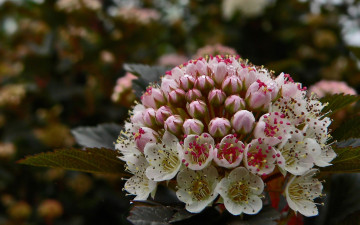 Картинка цветы цветущие деревья кустарники