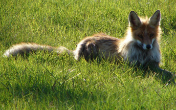 Картинка животные лисы