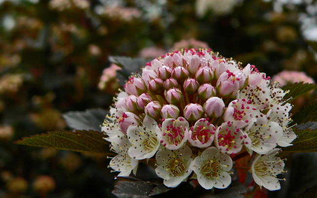 Обои картинки фото цветы, цветущие, деревья, кустарники