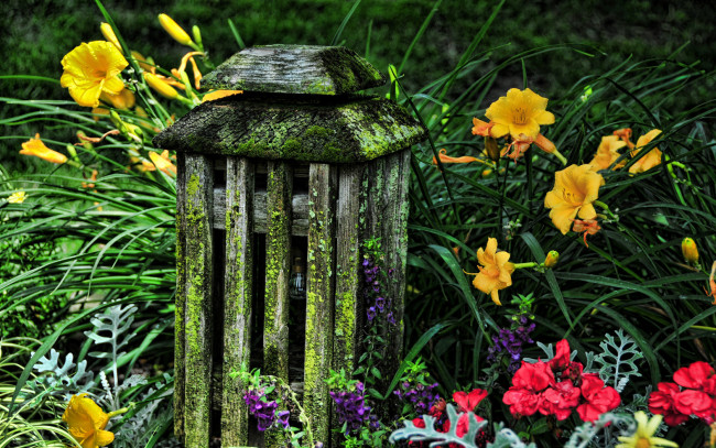 Обои картинки фото цветы, разные, вместе