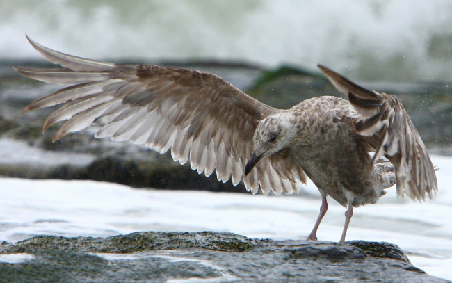 Обои картинки фото животные, Чайки, бакланы, крачки