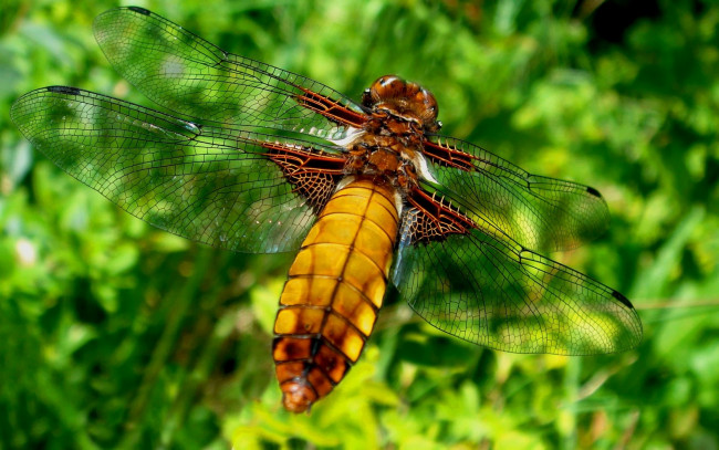 Обои картинки фото животные, стрекозы