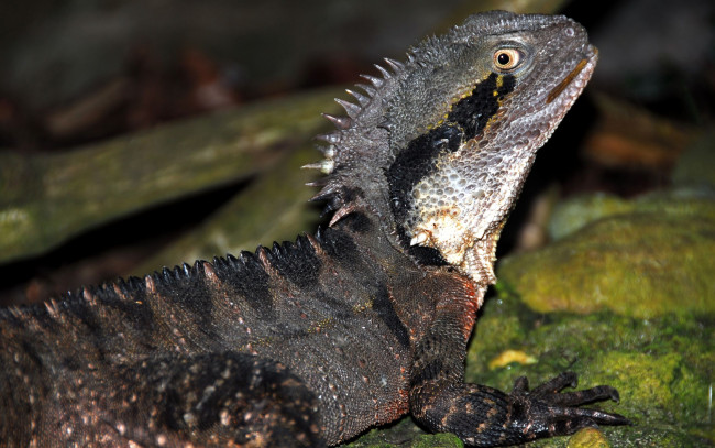 Обои картинки фото животные, Ящерицы, игуаны, вараны