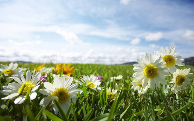 Обои картинки фото цветы, ромашки