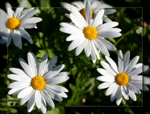 Картинка цветы ромашки лепестки