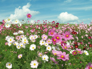 Картинка цветы космея лепестки