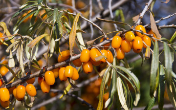 Картинка облепиха природа Ягоды желтые