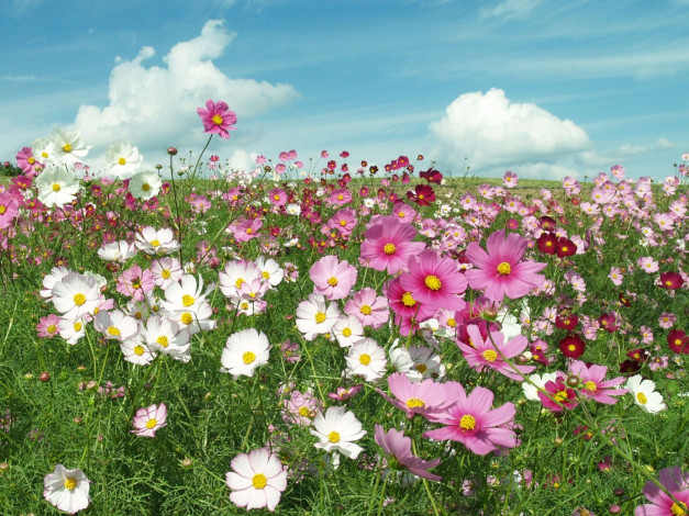 Обои картинки фото цветы, космея, лепестки