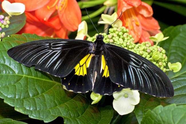 Обои картинки фото животные, бабочки, крылья, цветы