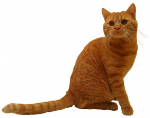 Картинка животные коты кот